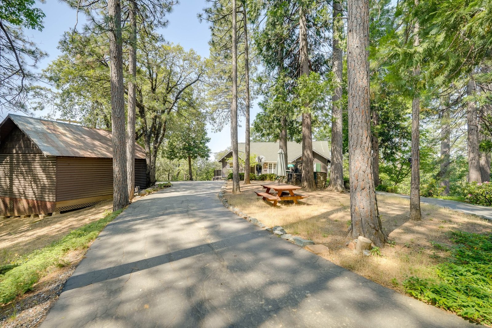 Estate driveway through towering Sierra pines